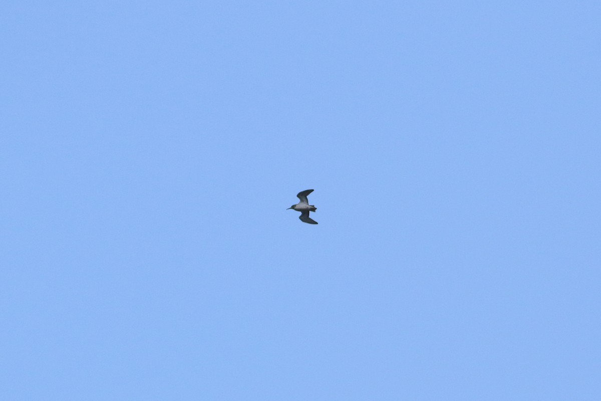 Pectoral Sandpiper - ML646249951