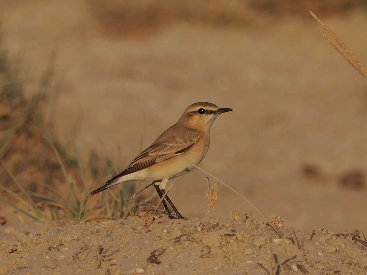 Isabelline Wheatear - ML646249958
