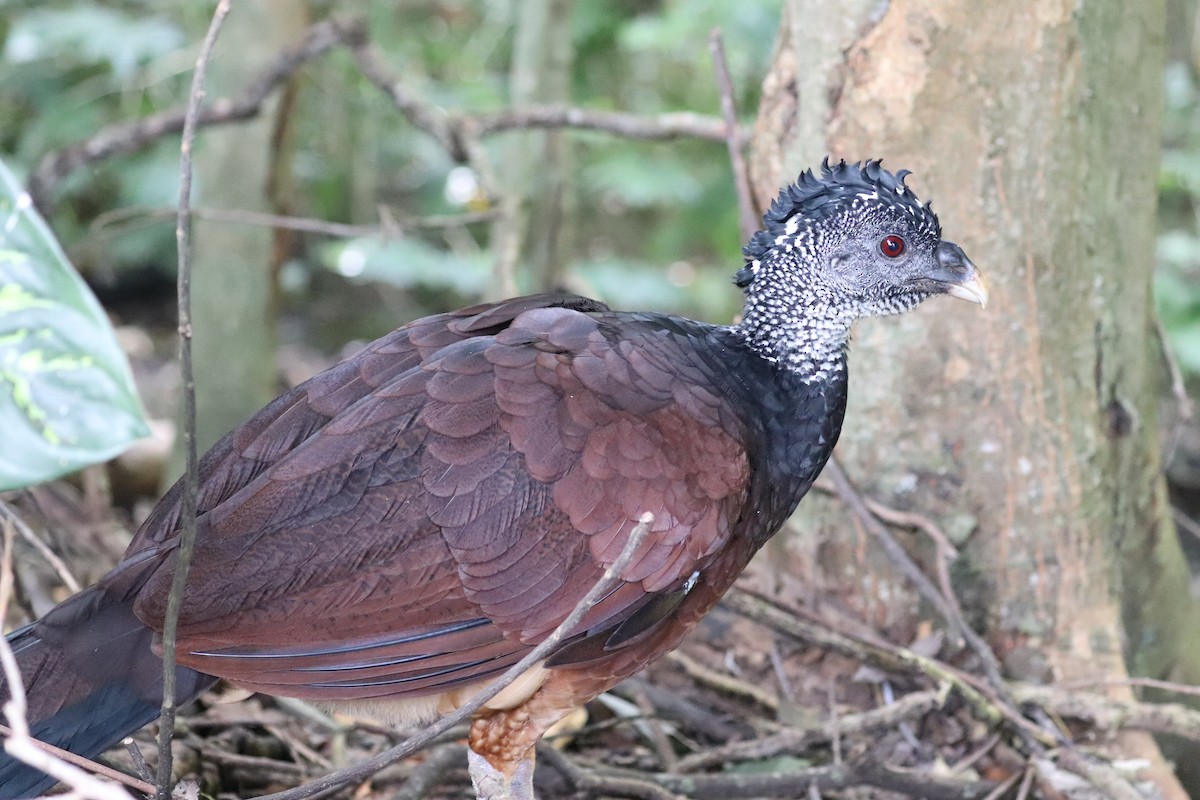 Great Curassow - ML646249959