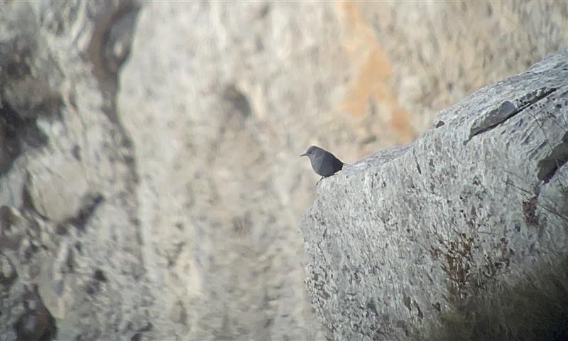 Blue Rock-Thrush - ML646249960