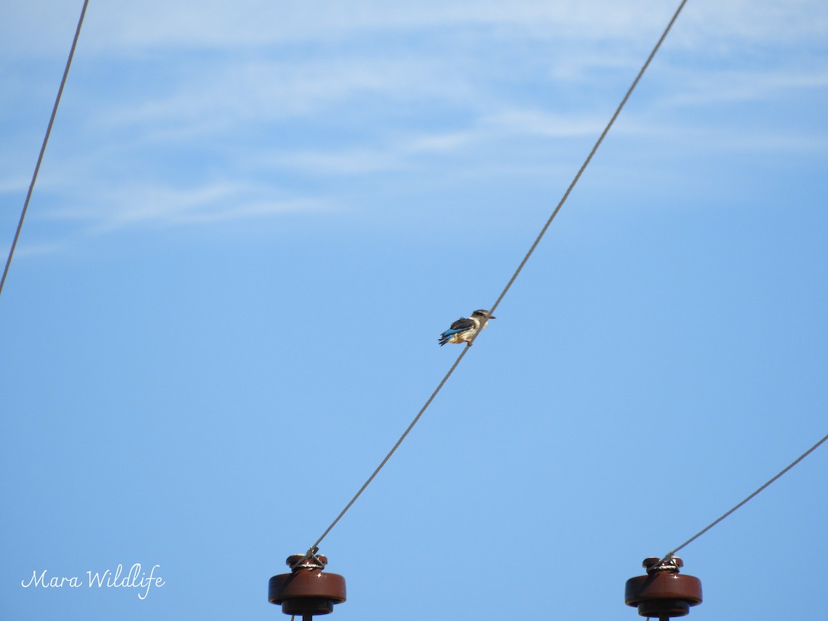 Brown-hooded Kingfisher - ML646249962
