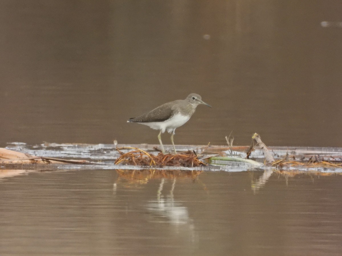 白腰草鷸 - ML646249965