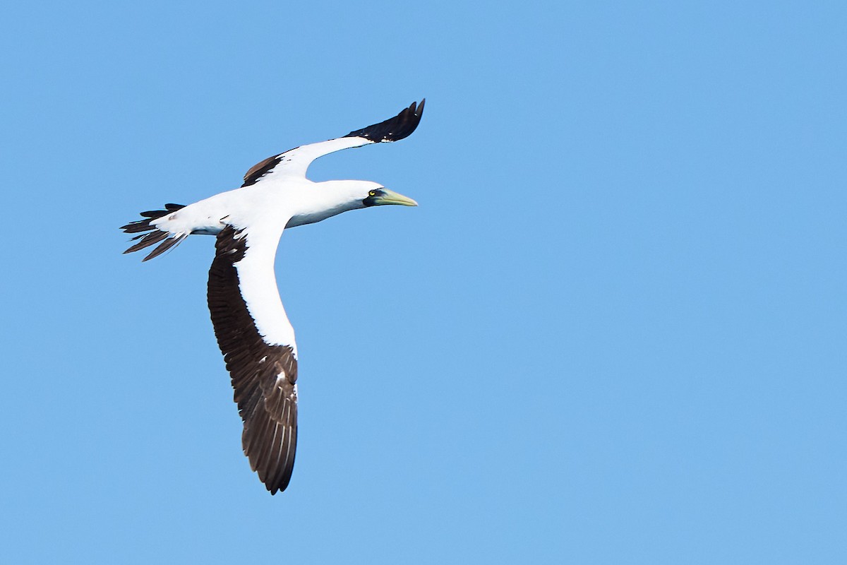 藍臉鰹鳥 - ML646249966