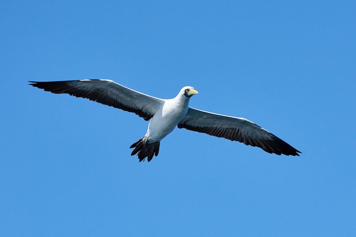 藍臉鰹鳥 - ML646249967