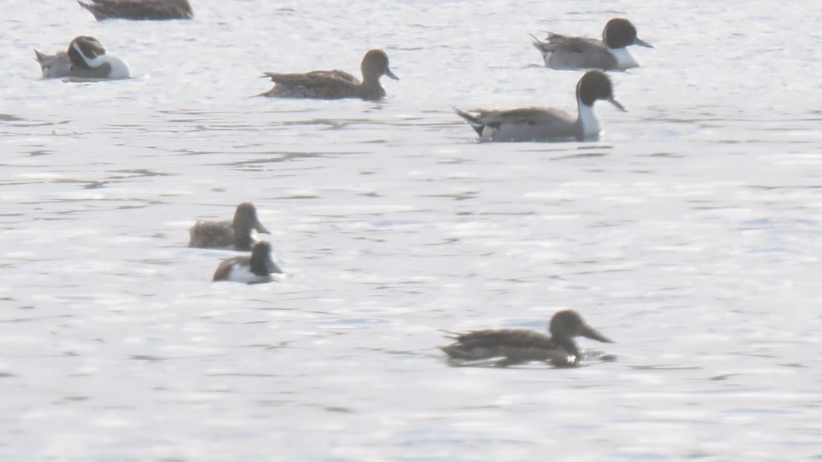 琵嘴鴨 - ML646249969