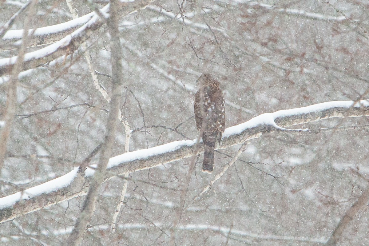 Cooper's Hawk - ML646249970