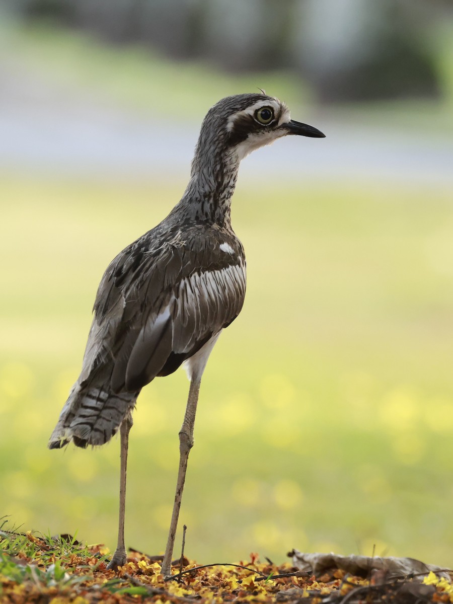 Bush Thick-knee - ML646249974
