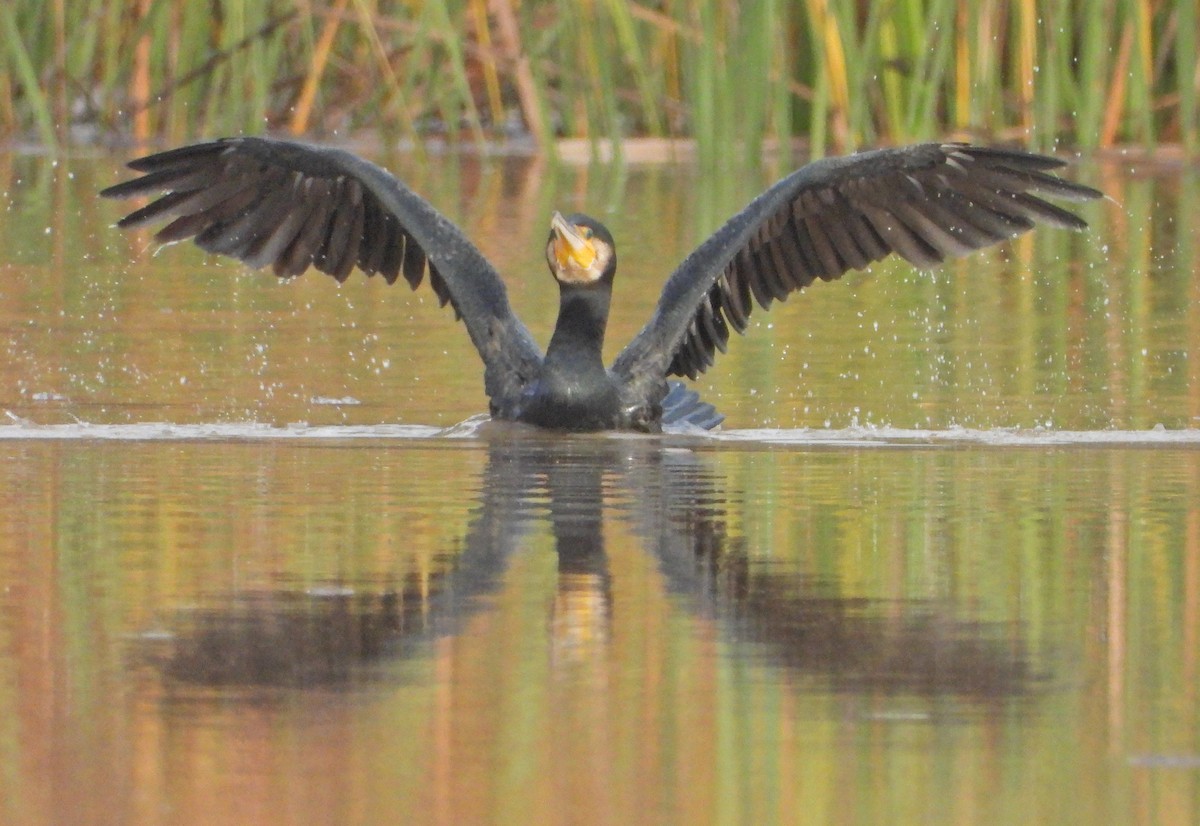 鸕鷀 - ML646249983