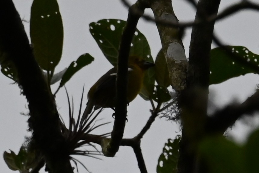 White-winged Tanager - ML646249984