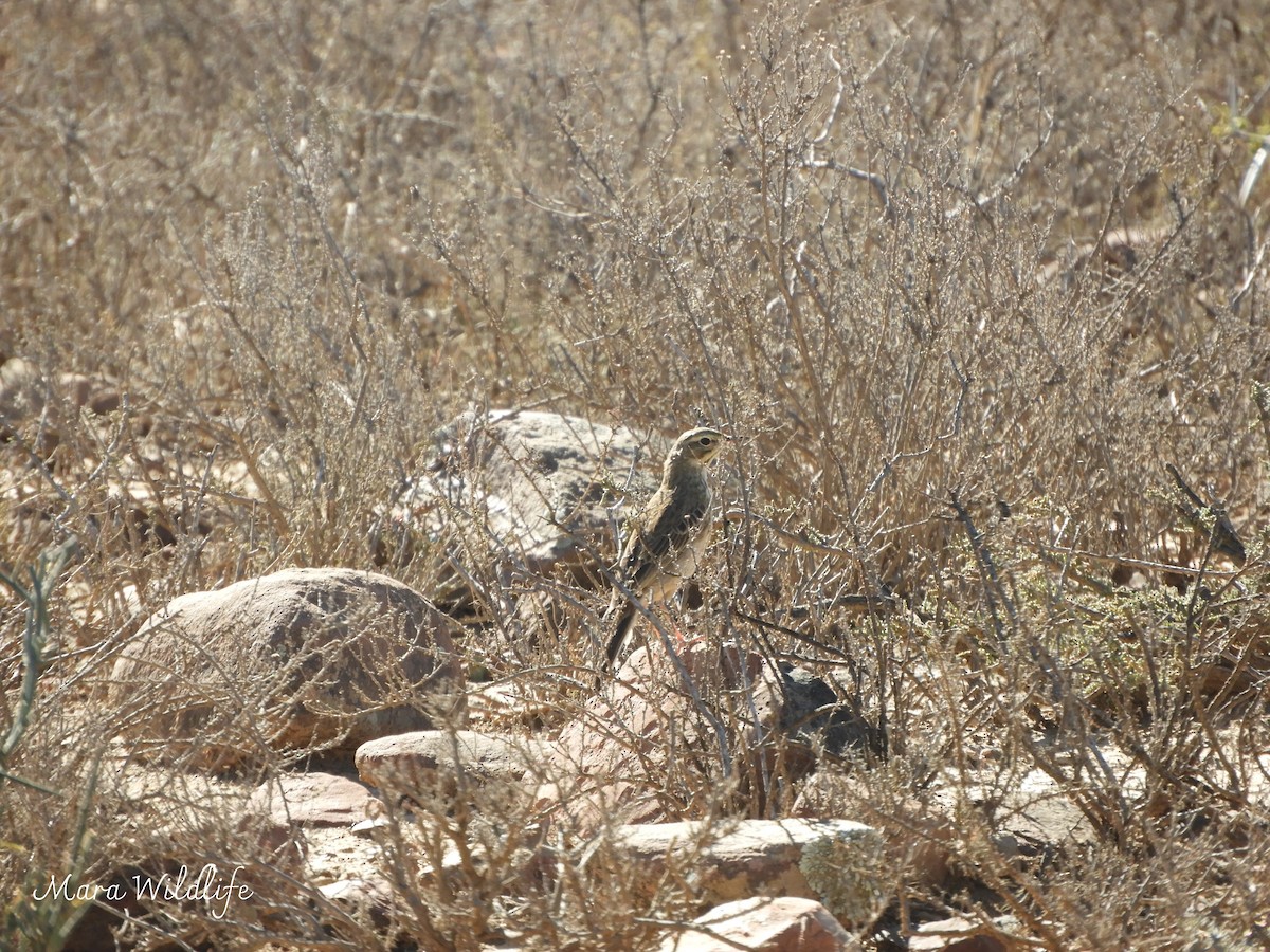 Nicholson's Pipit - ML646249985