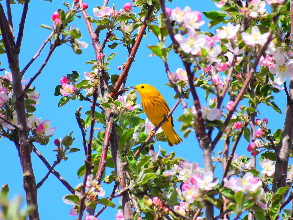 Northern Yellow Warbler - ML646249986