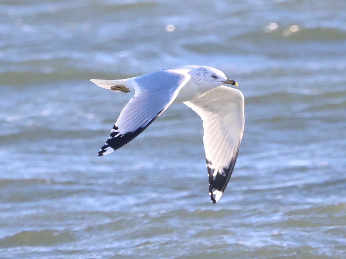 Ring-billed Gull - ML646249987