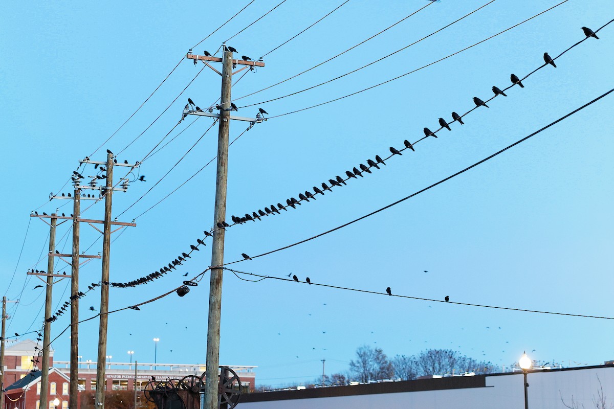 Fish Crow - ML646249989