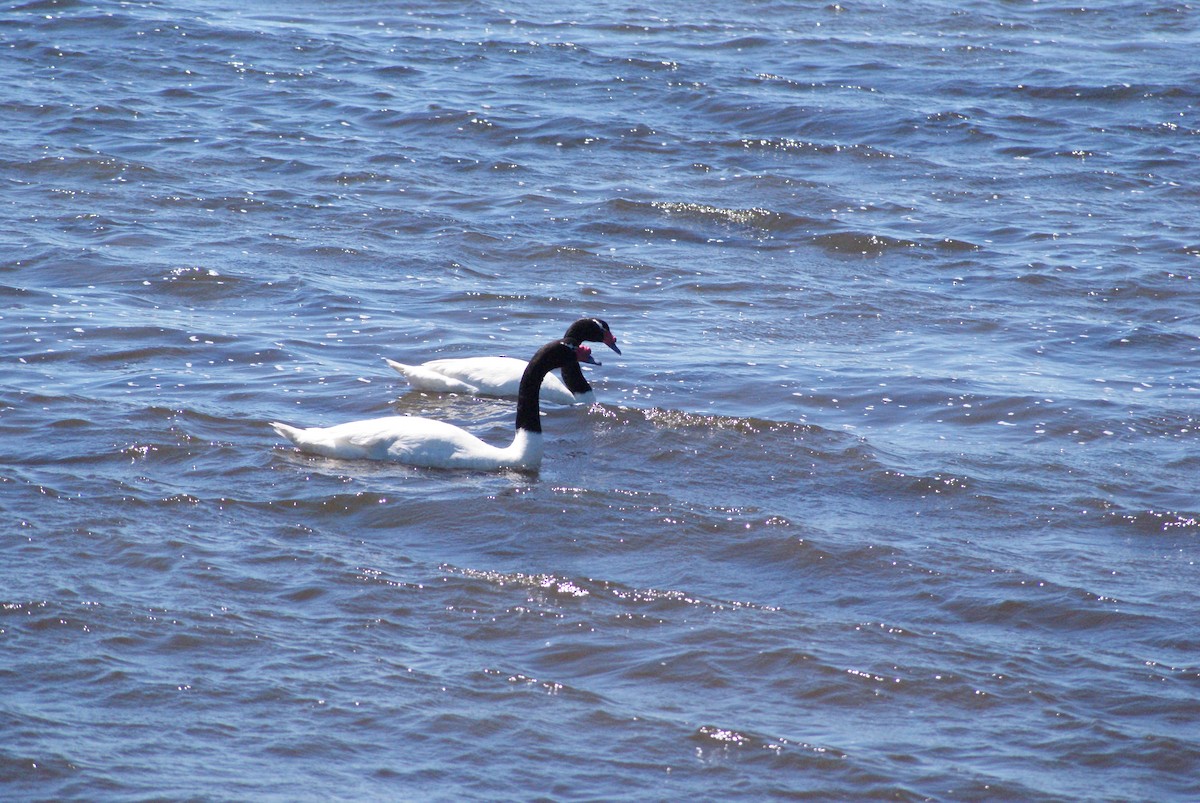 Black-necked Swan - ML646249990