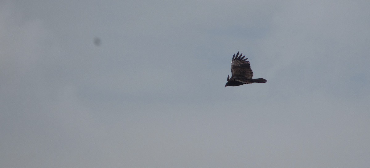 Turkey Vulture - ML646249992