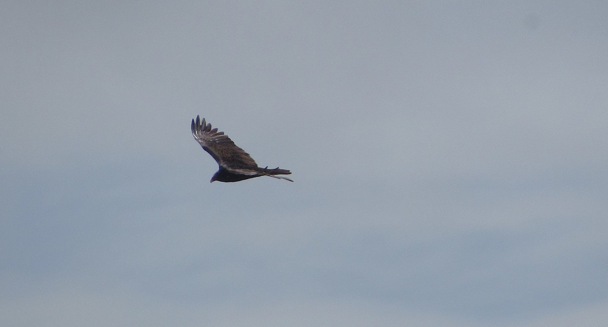 Turkey Vulture - ML646249993