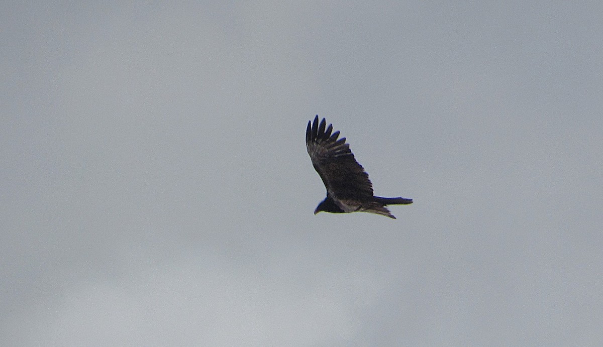 Turkey Vulture - ML646249994