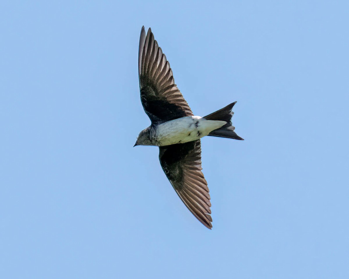 Gray-breasted Martin - ML646249995