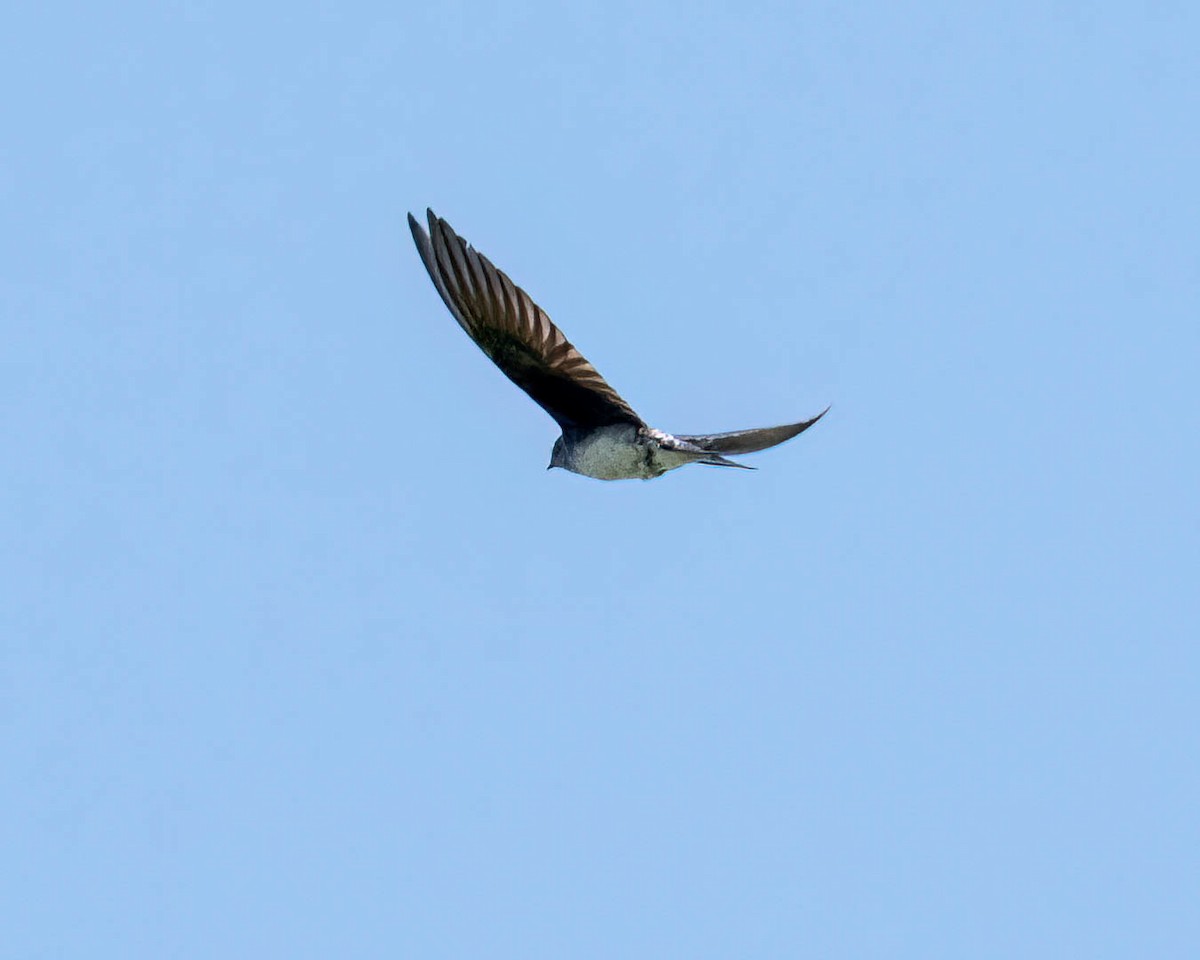 Gray-breasted Martin - ML646249996