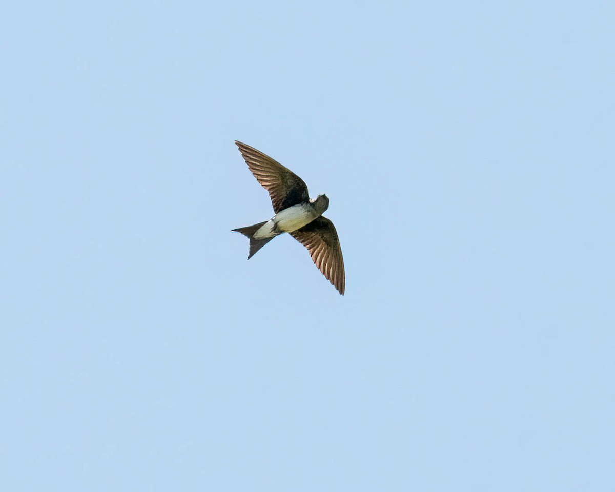 Gray-breasted Martin - ML646249997