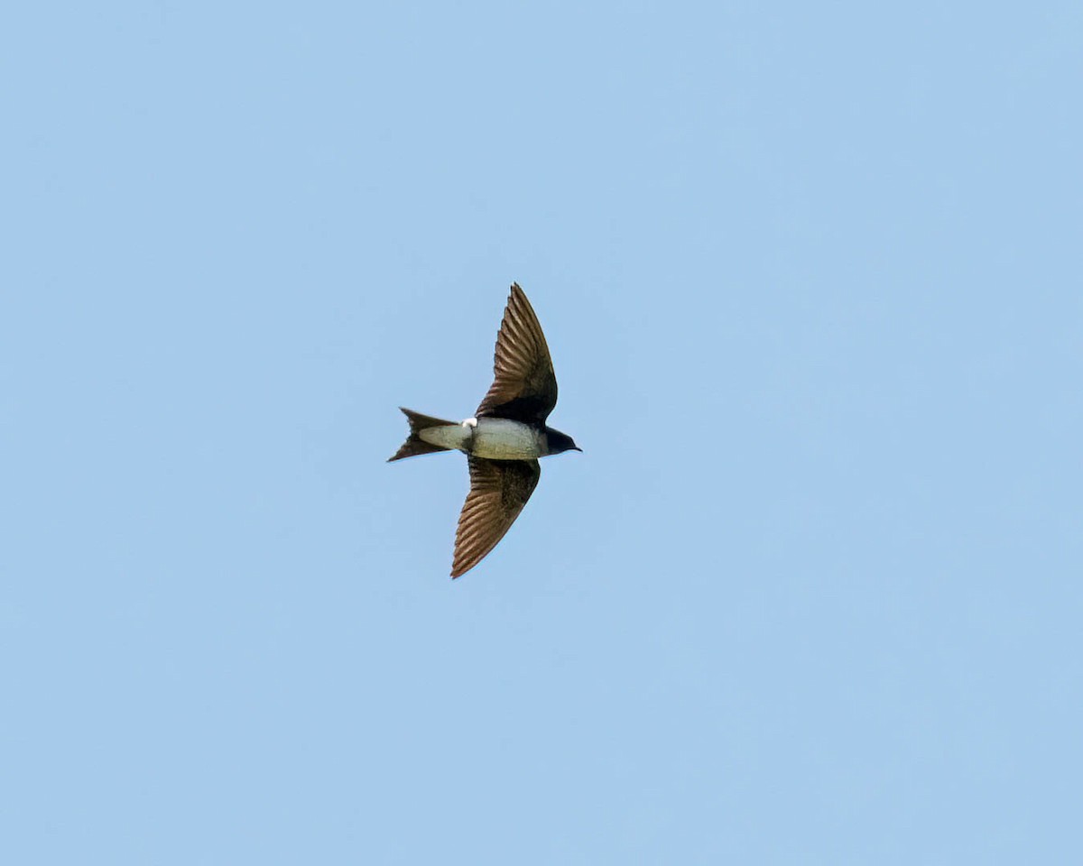 Gray-breasted Martin - ML646249998