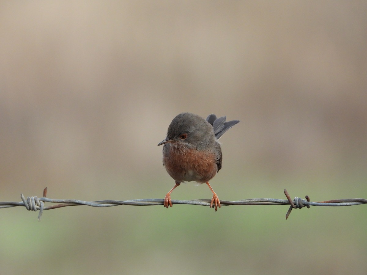 Dartford Warbler - ML646249999