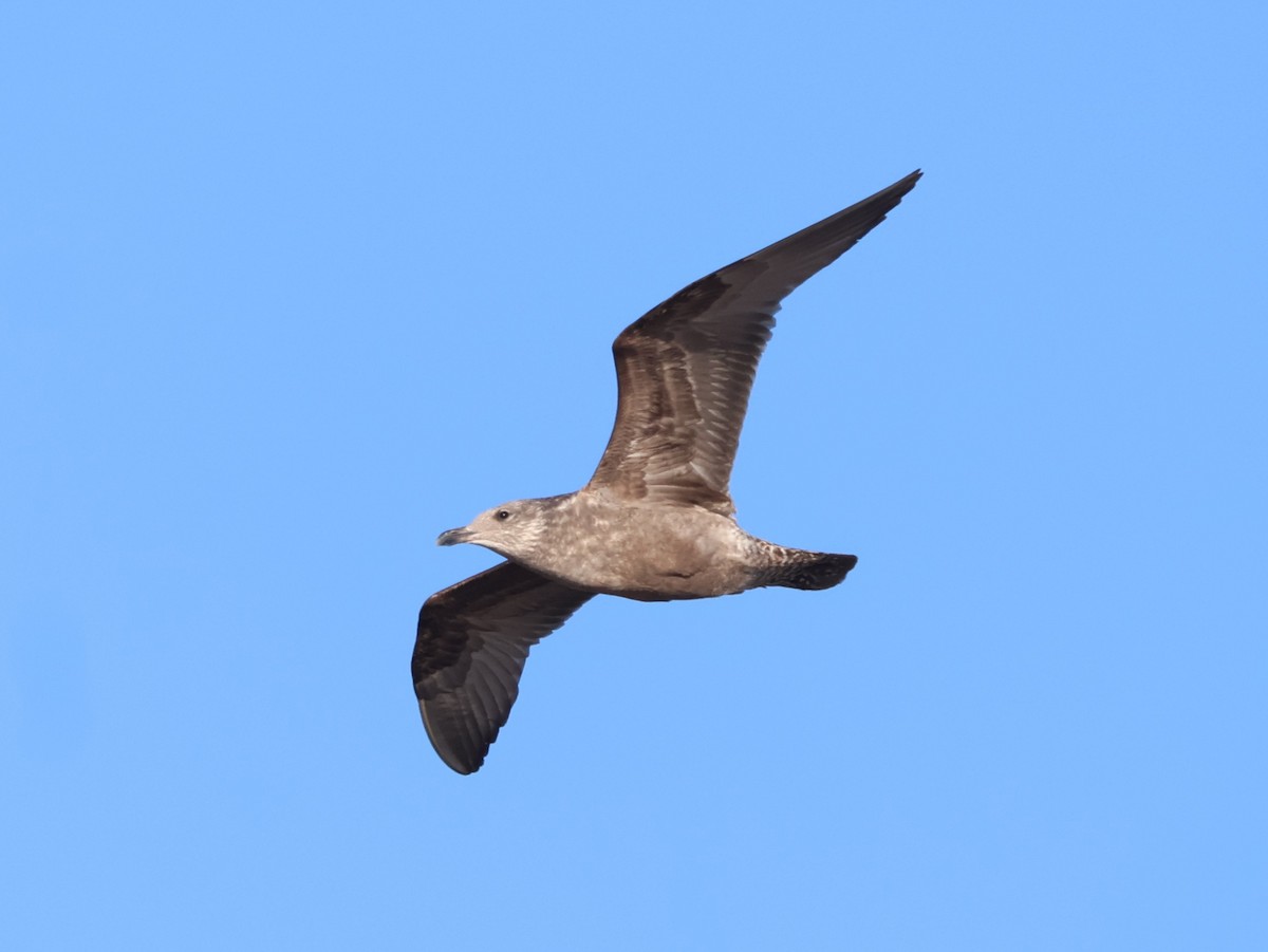 American Herring Gull - ML646250000