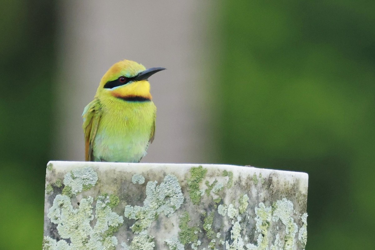 彩虹蜂虎 - ML646250001