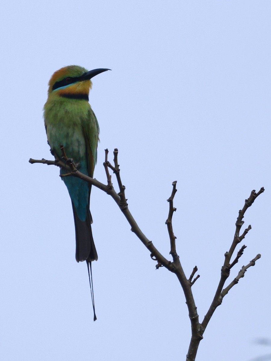 彩虹蜂虎 - ML646250002