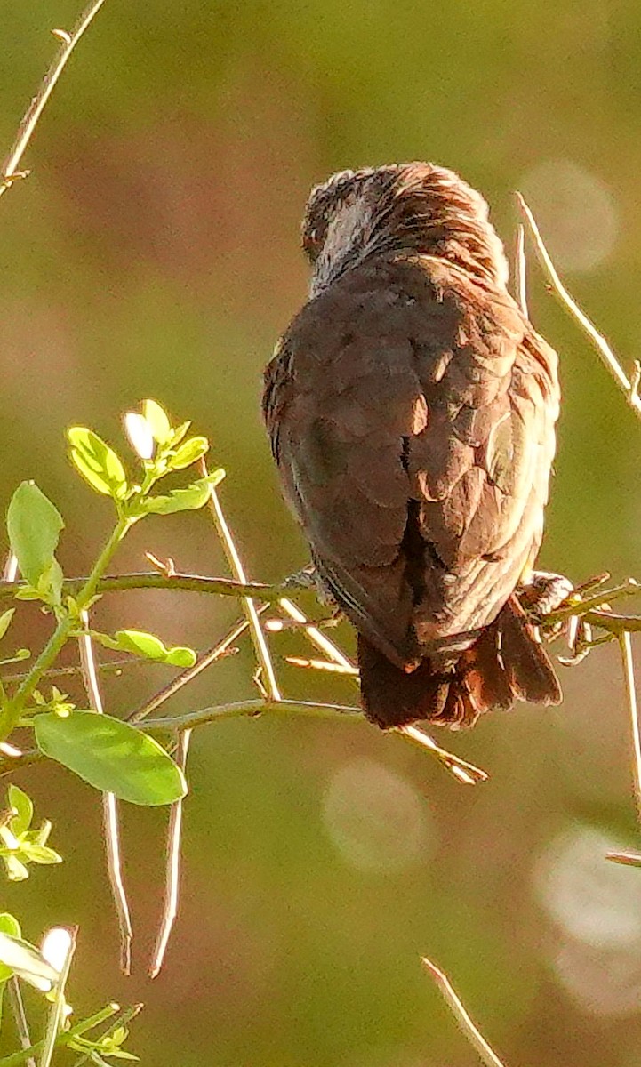 Perroquet de Rüppell - ML646250003