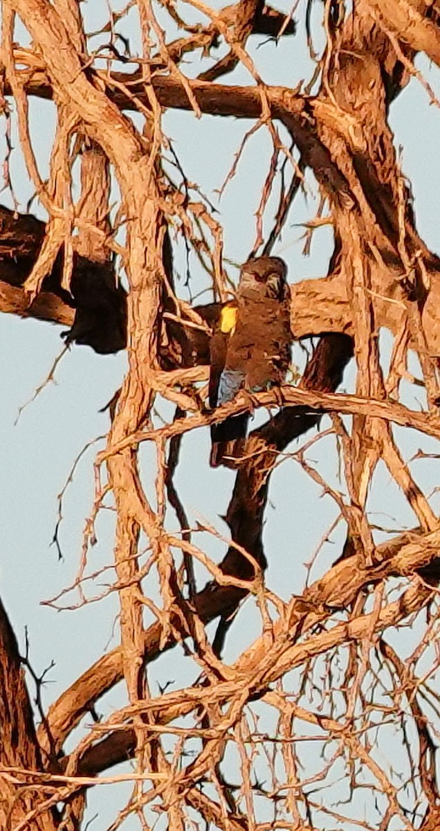 Perroquet de Rüppell - ML646250004