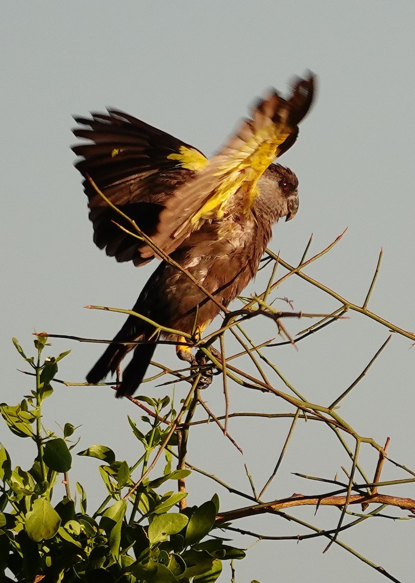 Perroquet de Rüppell - ML646250006