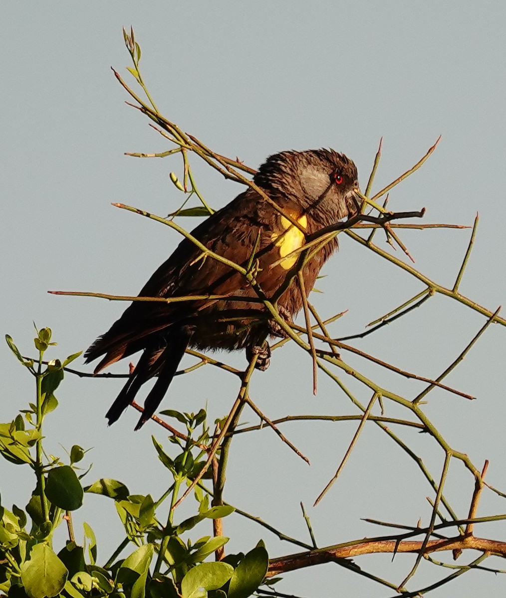 Rüppellpapagei - ML646250007