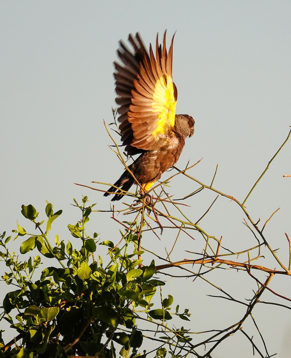 Rüppellpapagei - ML646250008