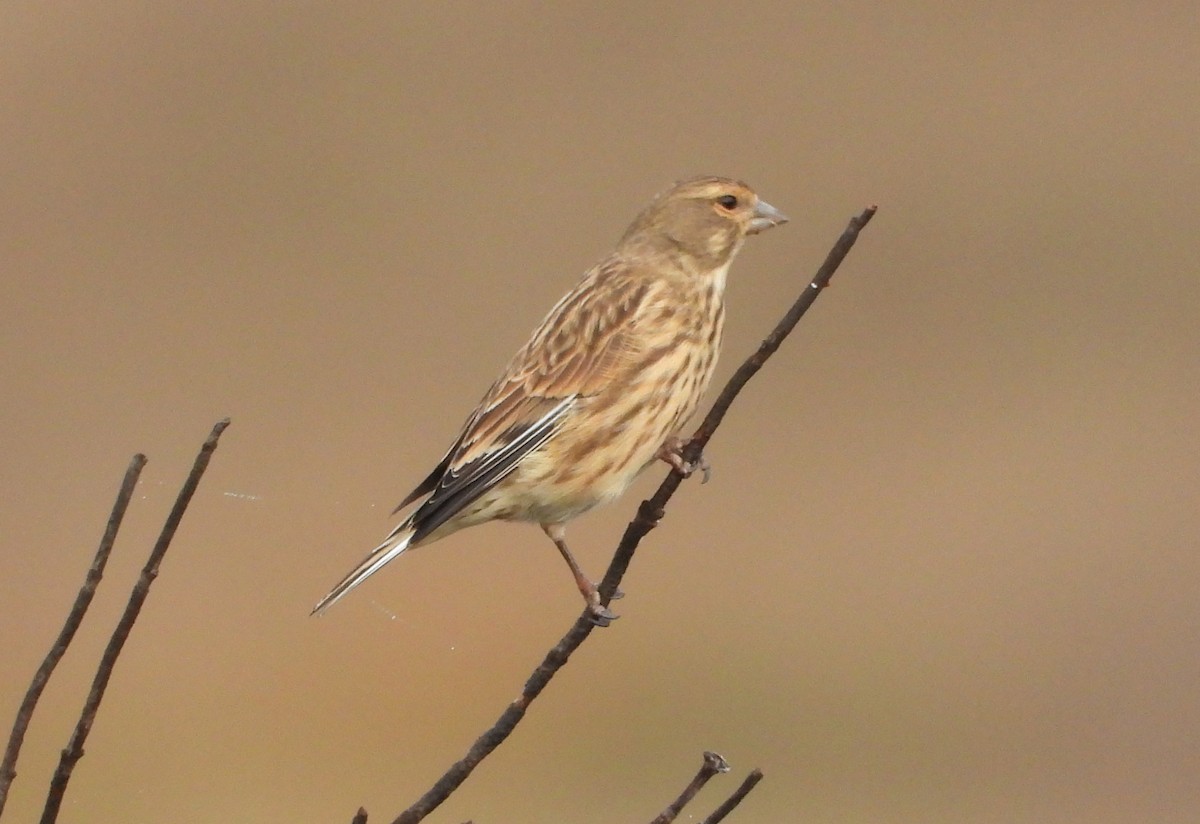 ムネアカヒワ - ML646250009