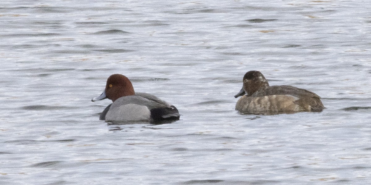 Redhead - ML646250020
