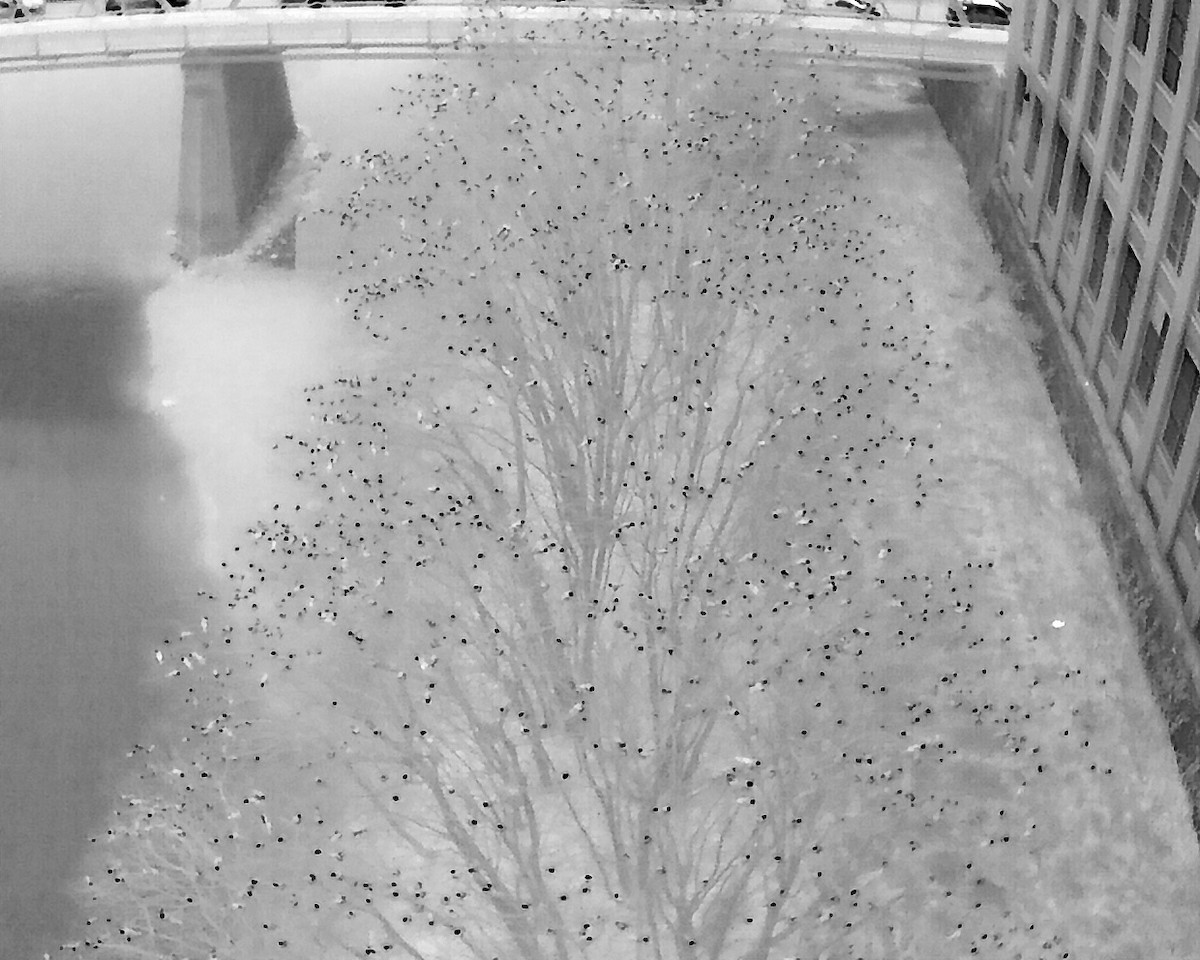 American Crow - ML646250021