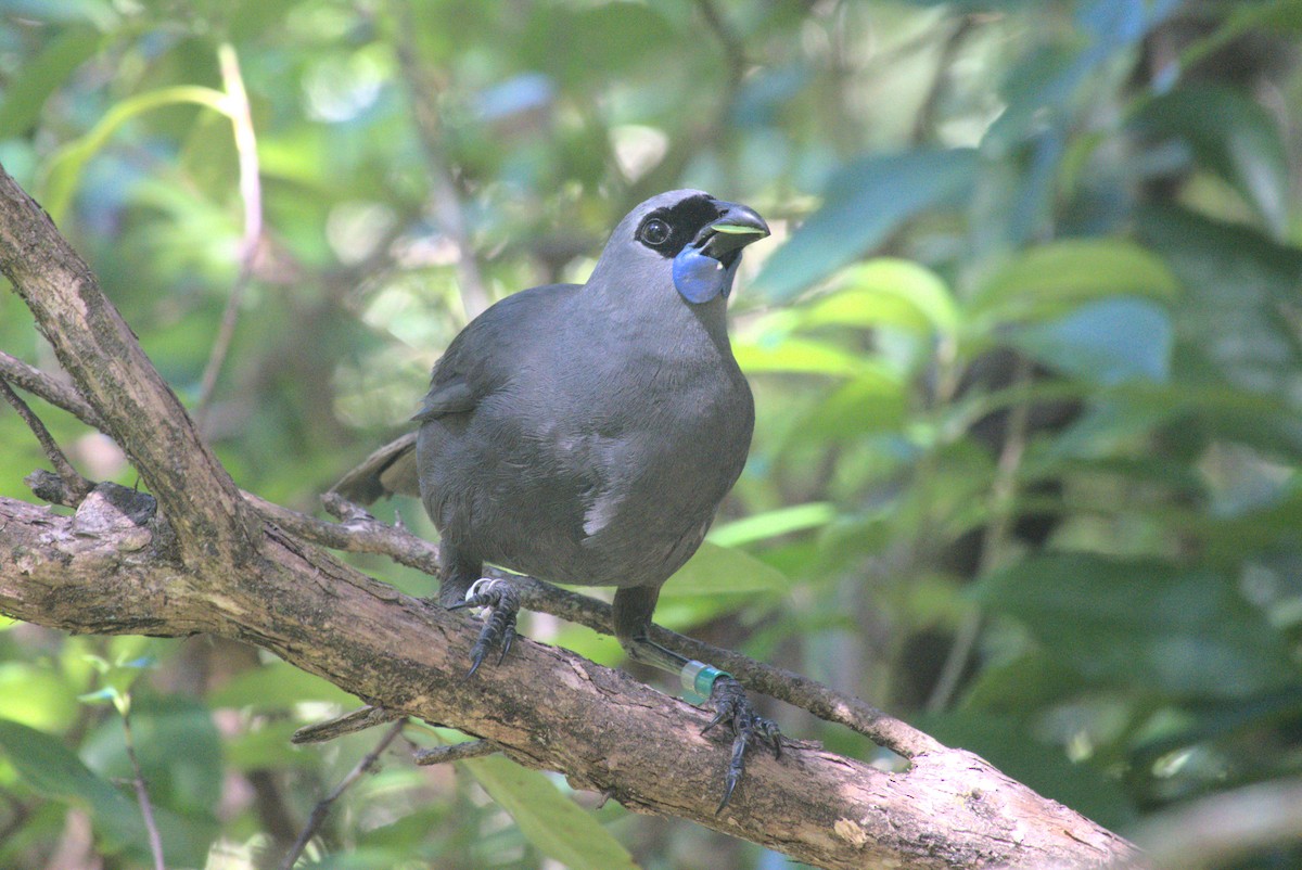 North Island Kokako - ML646250023