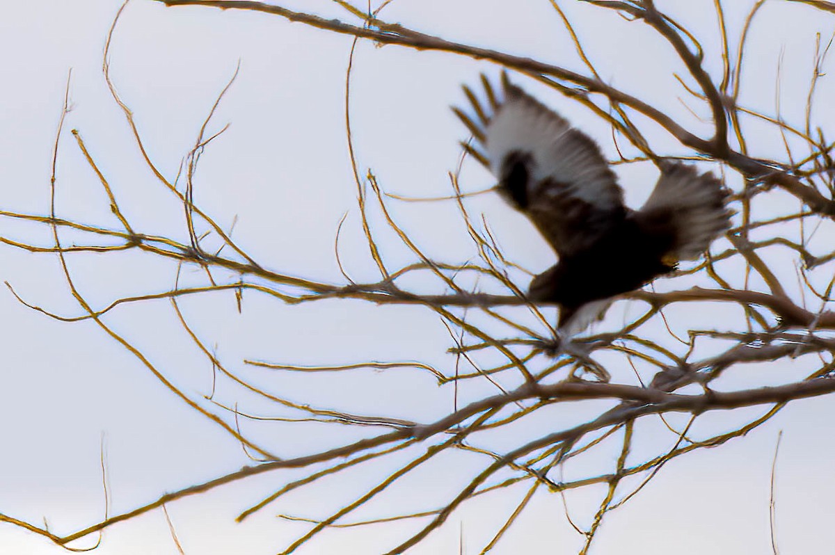 Raufußbussard - ML646250030