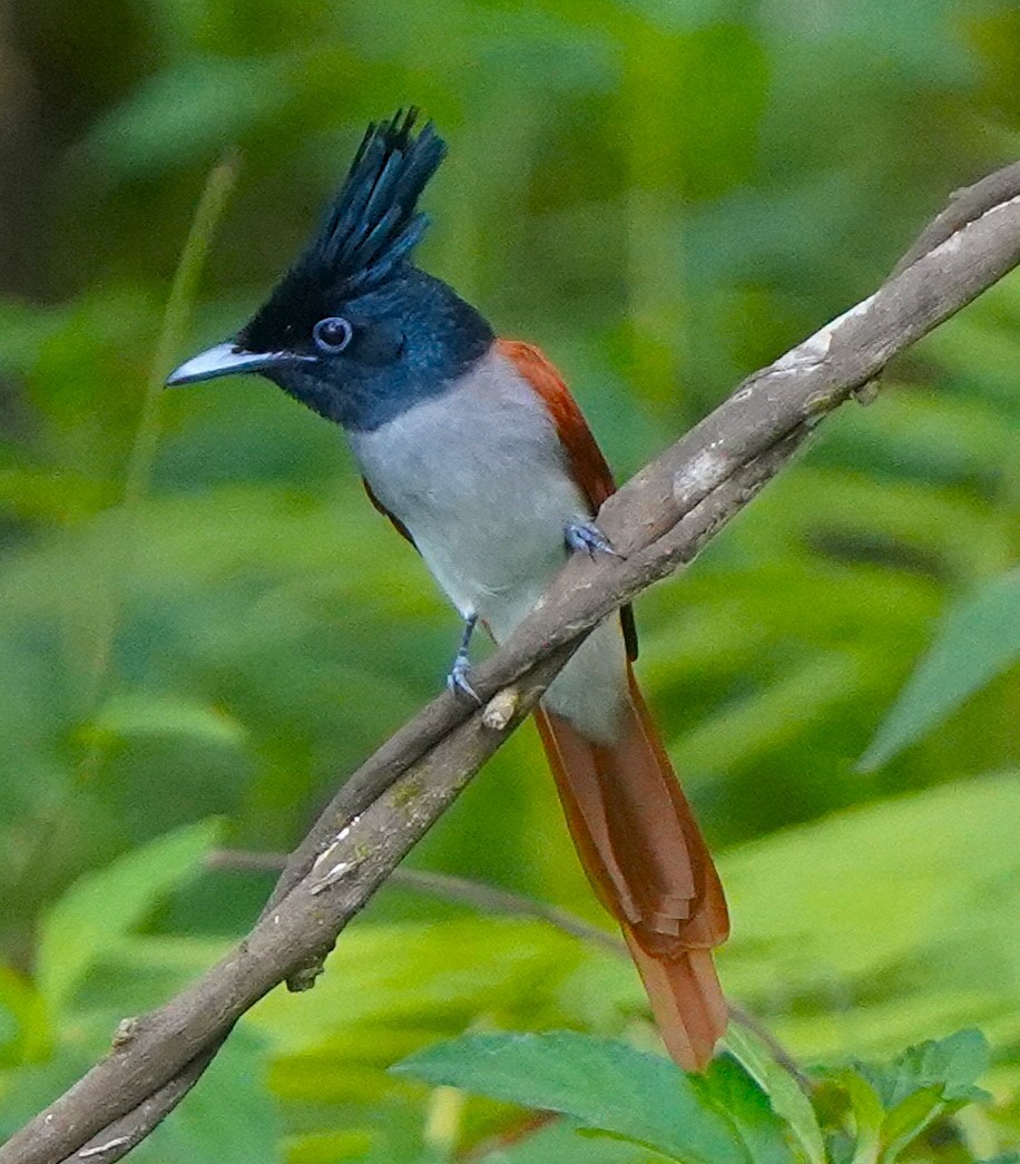 Hainparadiesschnäpper - ML646250031