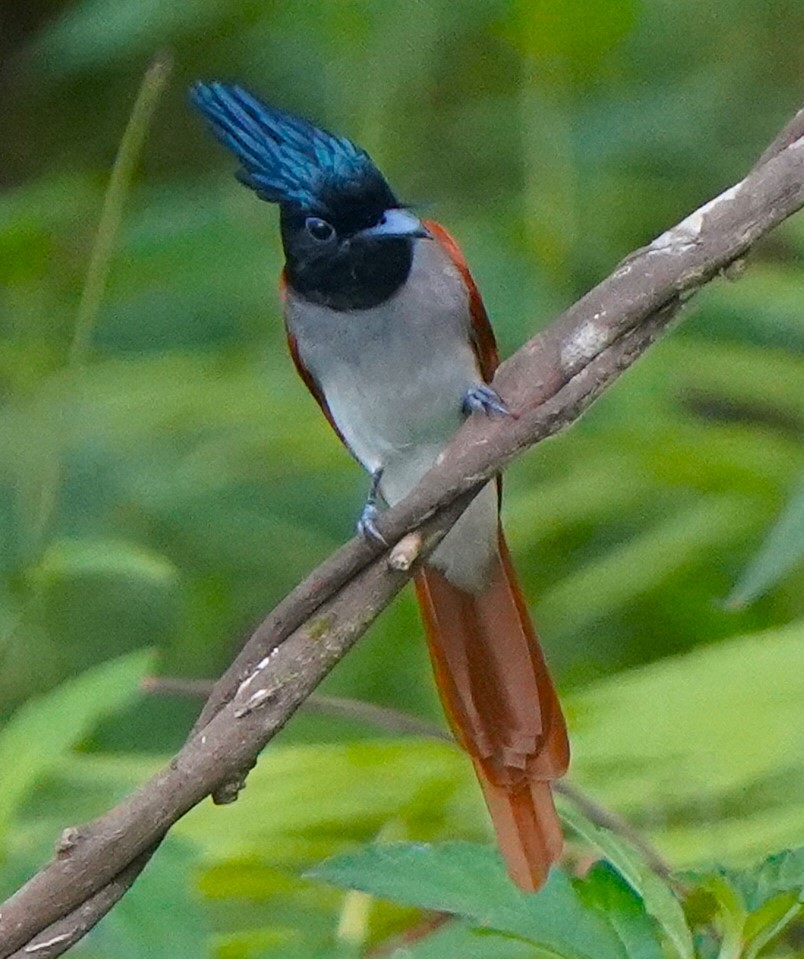 Hainparadiesschnäpper - ML646250032