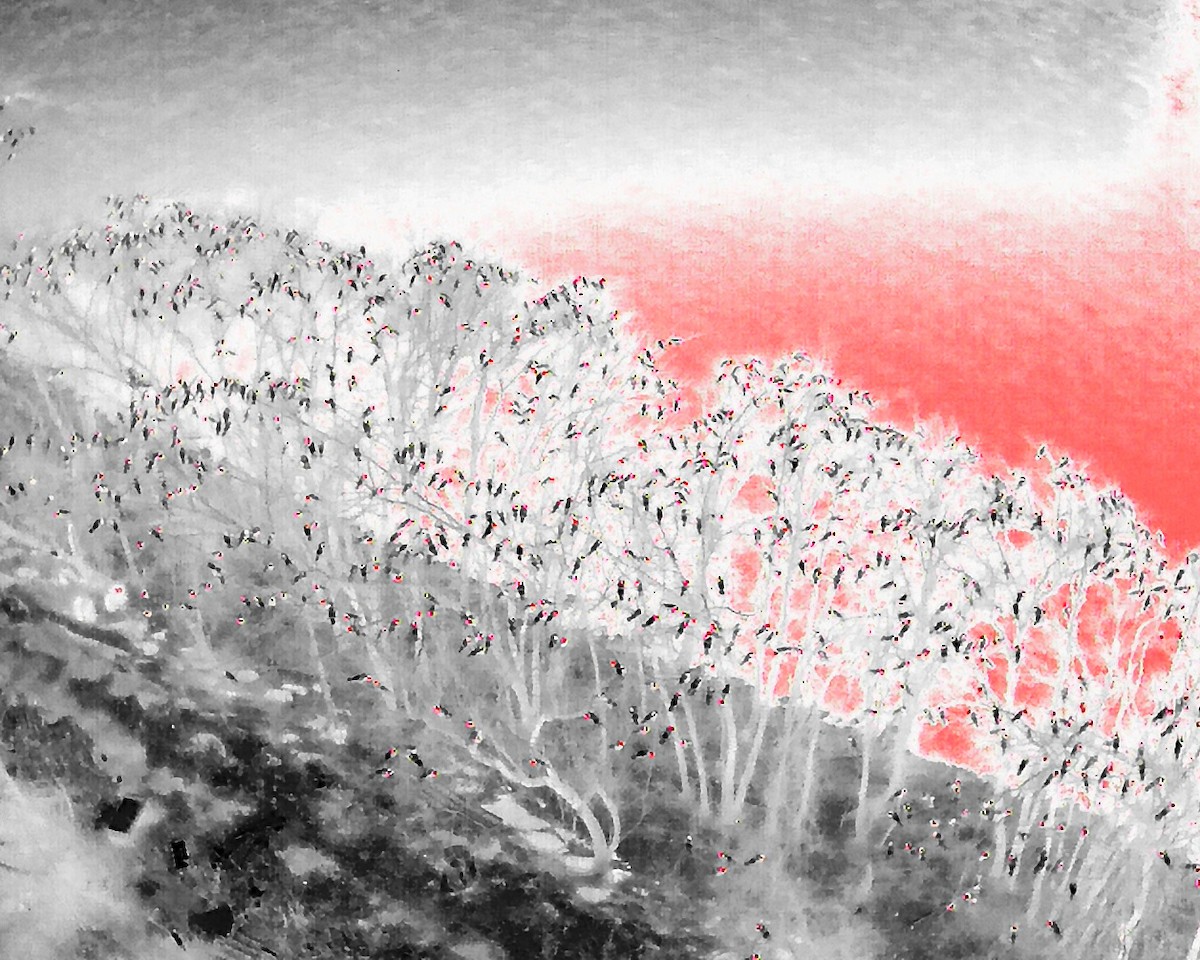 American Crow - ML646250033