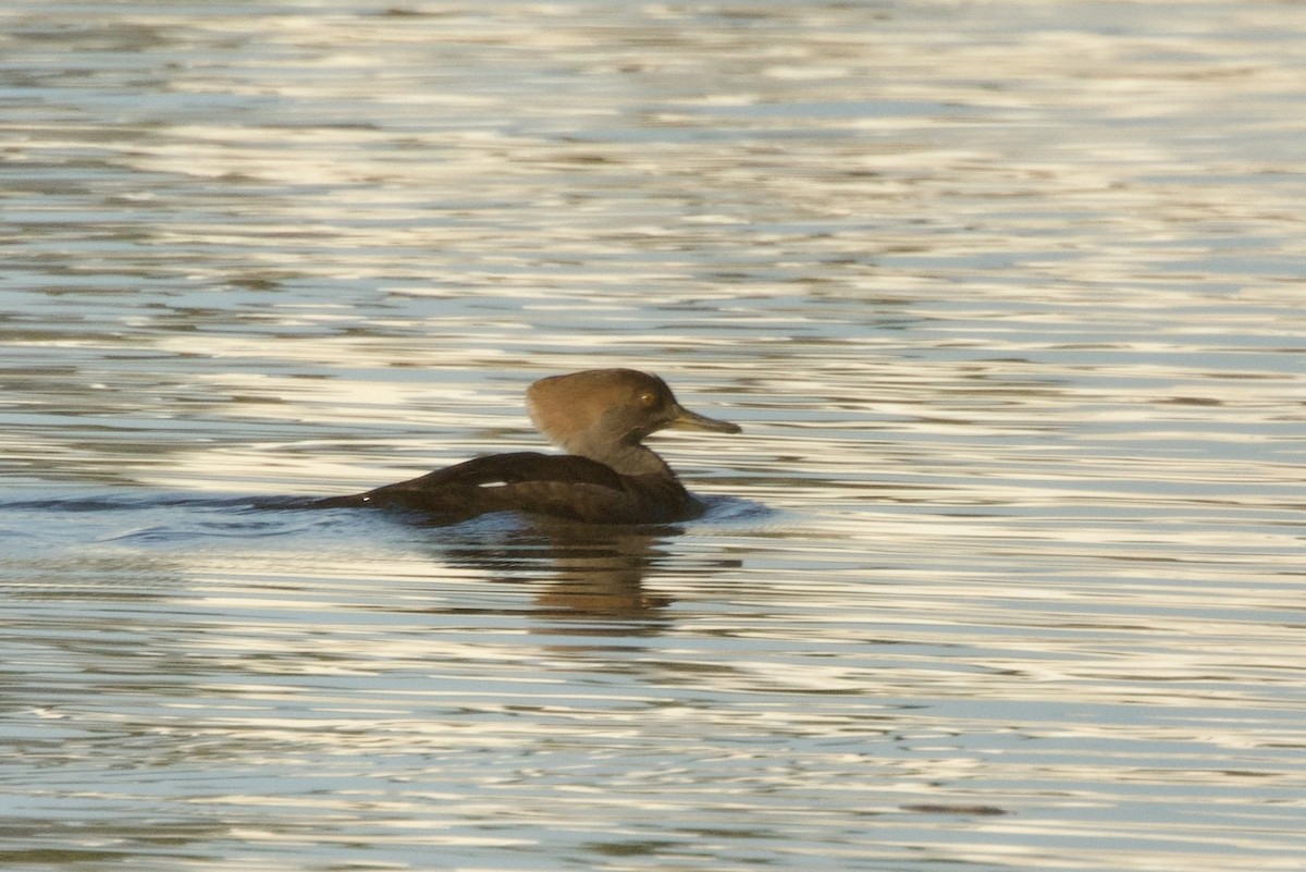Hooded Merganser - ML646250034