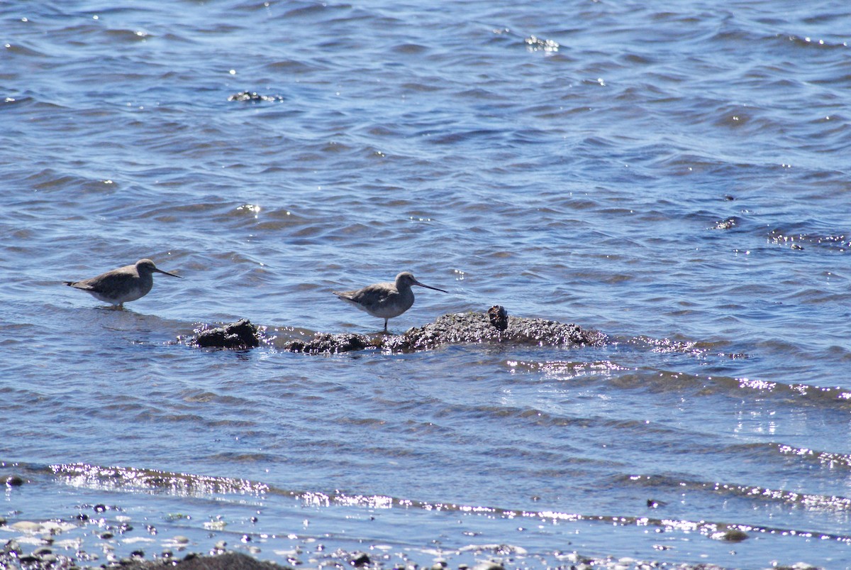 Hudsonschnepfe - ML646250035