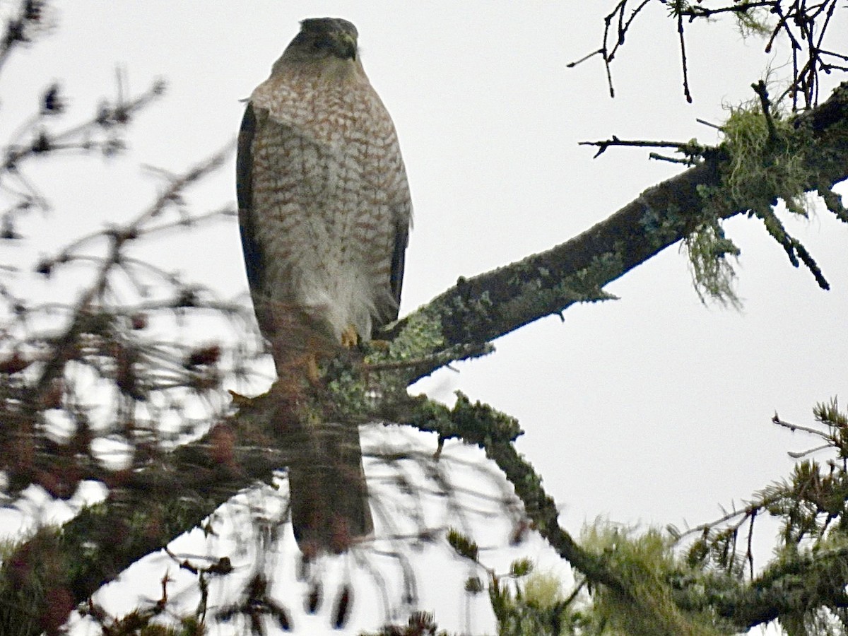 Rundschwanzhabicht - ML646250036