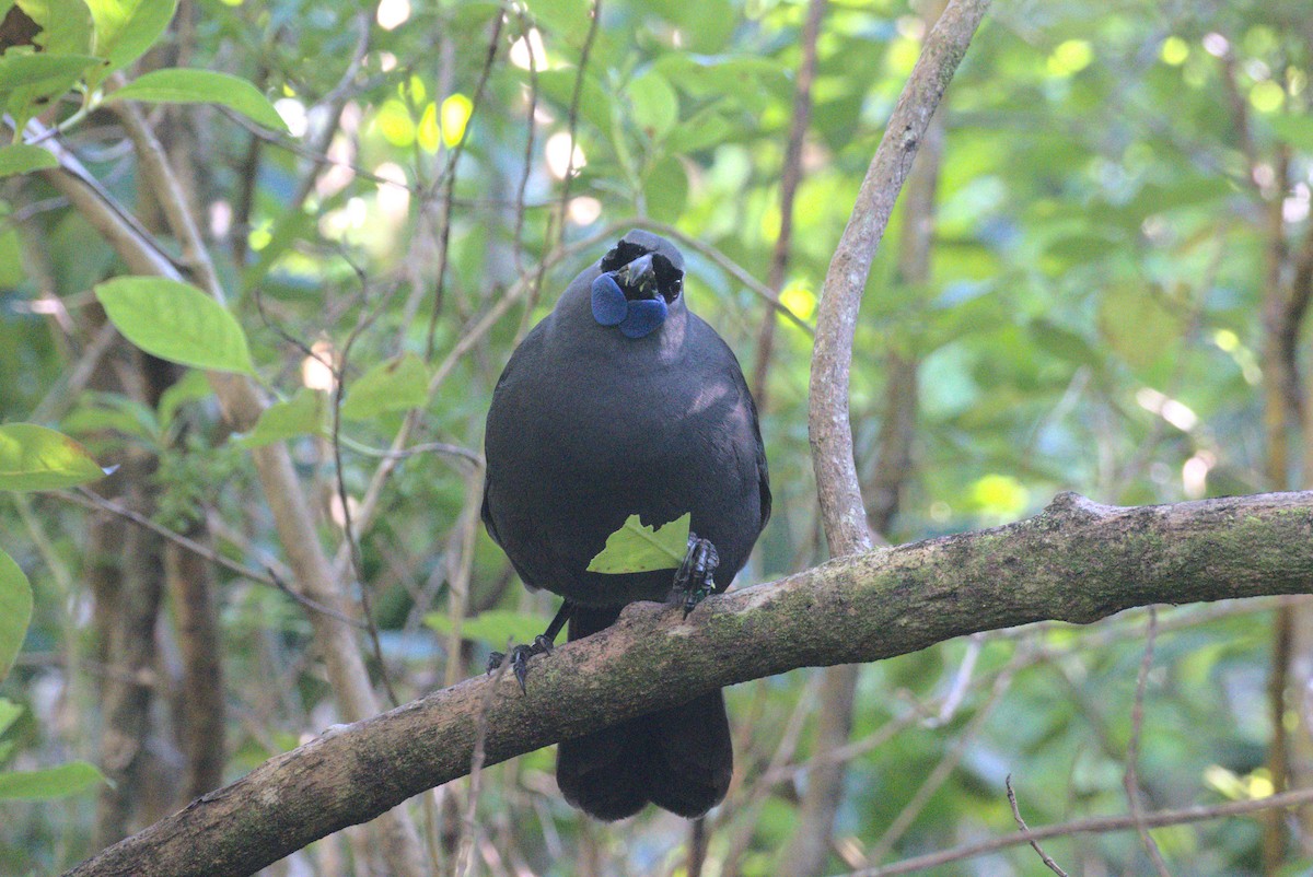 Graulappenvogel - ML646250037