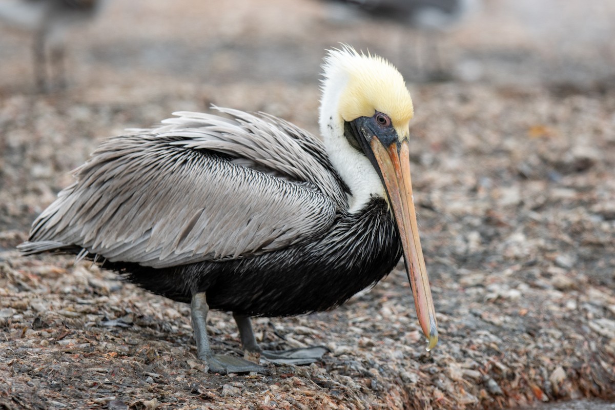 Braunpelikan - ML646250038