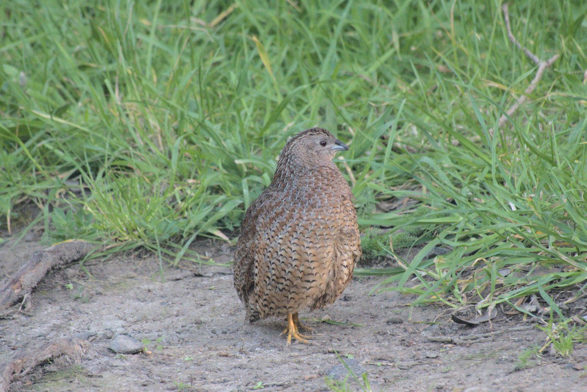 Tasmanienwachtel - ML646250039