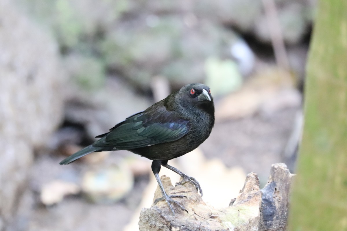 Bronzed Cowbird - ML646250040