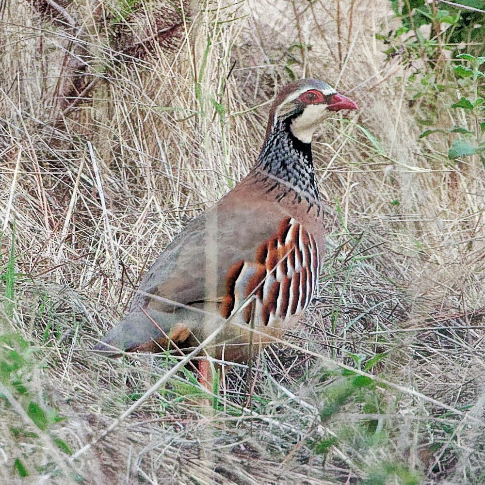 Rothuhn - ML646250042